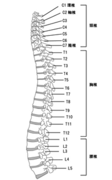 均整法　野口整体 均整法 野口整体 均整法 野口整体 野口整体指導室 滝口 晃帆 (@